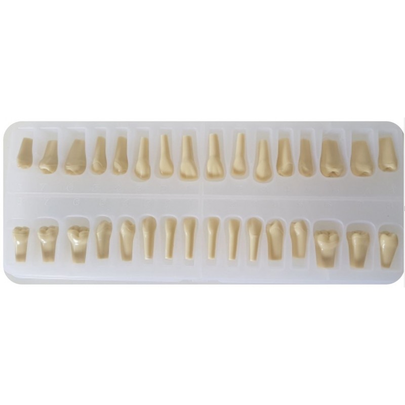 Reposición dientes Tipodonto Tipo Frasaco AG-3 (32 uds.)