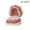 Modelo de periodoncia-2