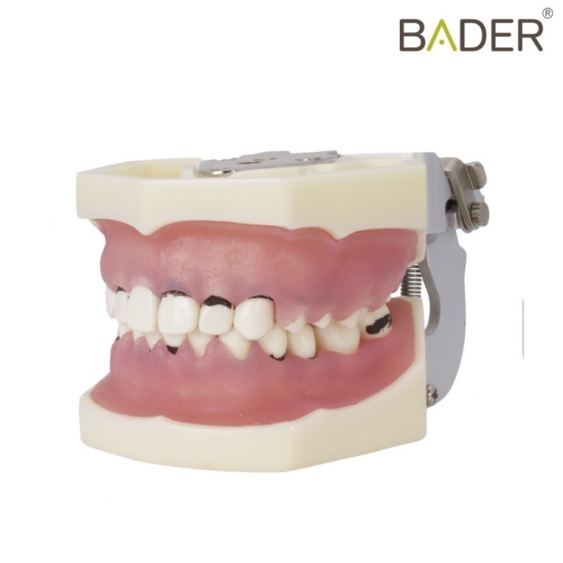 Tipodonto de periodoncia con articulador-2