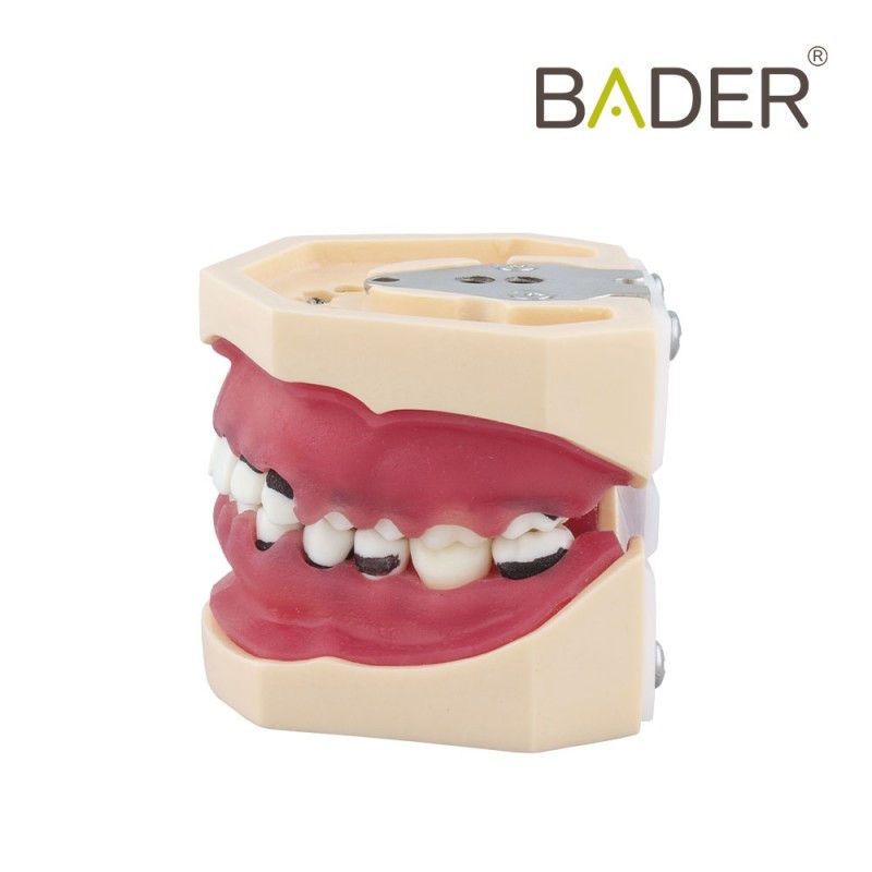 Modelo de periodoncia completo-1