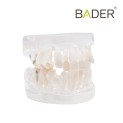 Modelo dental para práctica de ortodoncia-0